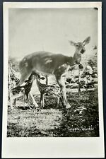 Fawns Nursing On White Tailed Deer. Real Photo Postcard. RPPC picture