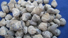 WHOLESALE LOT OF 100 FOSSIL BRACHIOPODS picture