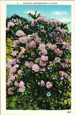 Close View Purple Rhododendron Blooming Appalachian Mountains Postcard Unused picture
