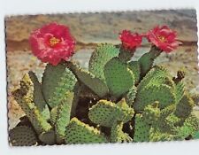 Postcard Beautiful Magenta Beaver Tail Cactus picture