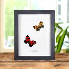 Cynosura eighty-eight Taxidermy Butterfly Frame (Callicore cynosura) picture