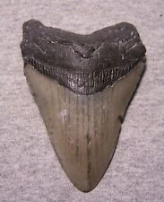 MEGALODON Shark Tooth 3 7/8