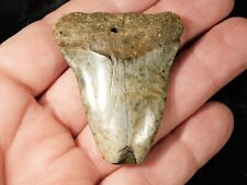 ANCESTRAL Great WHITE Shark Tooth Fossil 100% Natural 25.3gr picture