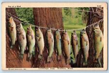 Wadena Minnesota Postcard Greetings Ten Of A Kind Fish Trunk Tree 1944 Vintage picture