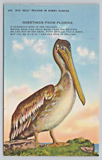 Postcard Old Bill Pelican in Sunny Florida Linen Divided Back Unposted picture