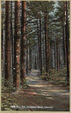 Postcard NH Intervale White Mts Cathedral Woods Posted 1915 Vintage PC J4022 picture