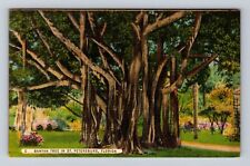 St Petersburg FL-Florida, Banyan Tree, Antique Vintage Souvenir Postcard picture
