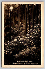 Vintage Postcard WA Forest Rhododenrons RPPC Real Photo ~9054 picture