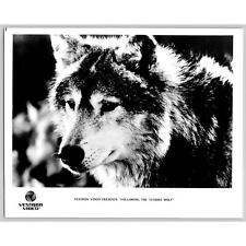 Following the Tundra Wolf Vestron Video Documentary 70s-80s Glossy Press Photo picture