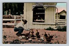 Jacksonville FL-Florida, Florida Ostrich Farm Baby Ostriches Vintage Postcard picture