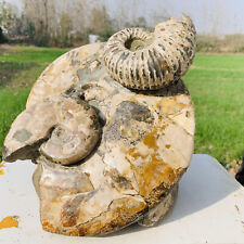 22.15LB Natural Large Beautiful Ammonite Fossil Conch Crystal Specimen Healing picture