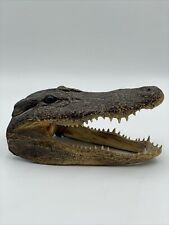 9” Authentic Alligator Caiman Crocodile Head Taxidermy Decor Vintage Nice picture