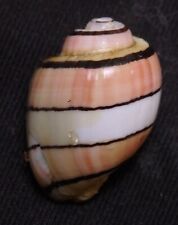 edspal shells - Hydatina amplustre  19.6mm F++/F+++ marine conchology sea shells picture