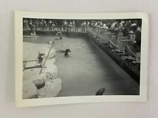 Sea Lion Seal Park Water Zoo Vintage B&W Photograph Snapshot 3.5 x 5 picture