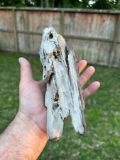 Rare Texas Petrified Wood Rotted Detailed Agatized Branch 11x4x2 Tree Fossil picture