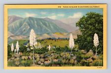 CA- California, Yucca In Bloom, Antique, Vintage Souvenir Postcard picture