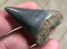 SUPER PRETTY BLUE - S.W.FLORIDA LAND FIND -2.0” HASTALIS Mako Shark Tooth Fossil picture