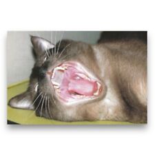 Japan Vintage Y2K 2000s Cat Yawning Art Postcard picture