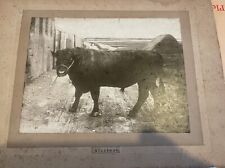 Antique/Vintage Photo of Aberdeen Angus Bull  Merryman  c 1930s - 7 7/8  x 5 7/8 picture
