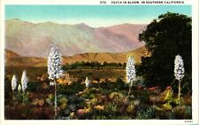Vintage Postcard- Yucca, Southern CA Early 1900s picture