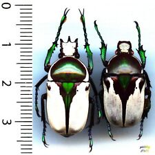 Cetoniidae - couple/pair RANZANIA BERTOLONII - entomologies. insect 1620A picture