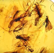 Detailed Swarm of Trichoptera (Caddisfly), Fossil inclusion in Burmese Amber picture