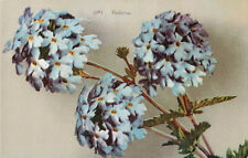Postcard Floral Verbena Blooming Flowers Blue by Edward Mitchell 3091 picture