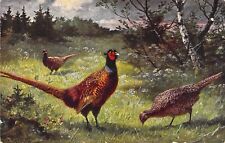 c.1909, Beautiful Birds, Pheasants,  Signed Art,Old Postcard picture