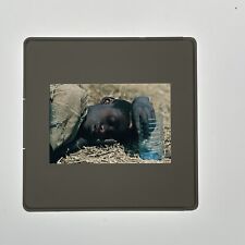 Africa Poverty Boy Refugees Civil War S1207 SD01 Vintage 35mm Slide picture