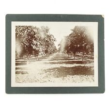 Cove Oregon Fruit Trees Photo c1906 Antique Card-Mounted Orchard Grove Farm A345 picture