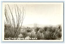 c1940's Greetings From Arizona AZ, Cactus Ferns RPPC Photo Vintage Postcard picture