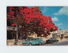 Postcard Flowering Royal Poinciana tree, Key West, Florida picture