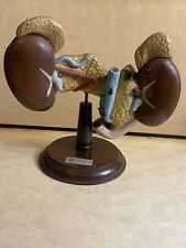 Antique Vintage Anatomical Model HumanPancreas Kidney Liver Clay-Adams Oddities picture
