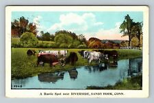 Sandy Hook CT-Connecticut, Rustic Spot, Cattle Drinking c1928 Vintage Postcard picture