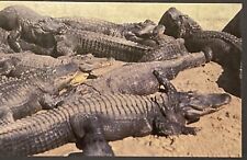Vintage John B. Reeves RPPC Alligators Okefenokee Swamp Waycross GA Unposted picture
