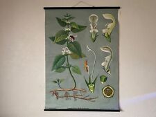 Vintage botanical school chart of WHITE NETTLE by Jung Koch & Quentell flower picture