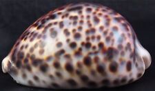 Cypraea Tigris Hawaiian Tiger Cowrie Seashell Medium Size 88.9mm (M) picture