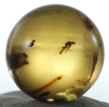 ++ CRICKET in Mexican Amber Sphere 12mmd picture