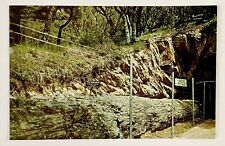 1960s Monarch Tunnel Tree Petrified Forest Santa Rosa CA Redwoods VTG Postcard picture