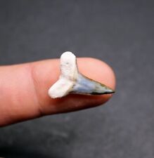 Killer Blue And Green Lower Bull Shark Tooth Bone Valley Florida picture