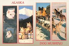 Postcard AK Dog Mushing Huskies Sleds Sport Transportation Puppies Training Snow picture
