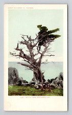 Postcard Witch Tree Monterey California CA, Antique F15 picture