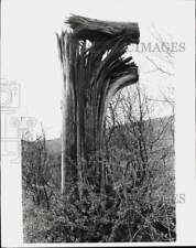 1971 Press Photo A splintered tree near Blanchardville, Wisconsin - kfa32307 picture