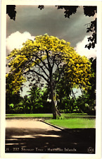 Shower Tree Hawaiian Islands Hawaii HI RPPC Photo Postcard Hand Colored picture