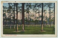 Turpentine Farm Florida FL Postcard Pine Trees Occupational postcard A2 picture