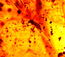 Ultra RARE True Female Mosquito with Ants in Dominican Amber Fossil Gemstone picture