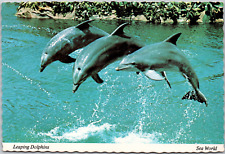 Orlando Florida Sea World Dolphin Show Lagoon Marine Mammals Vintage Postcard picture