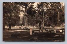 Grazing Sheep in Cisco California RPPC Antique Placer County Postcard Cover 1914 picture
