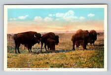 Yellowstone National Park, Herd of Buffalo, Series # Y.P 64, Vintage Postcard picture