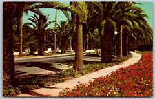 Postcard CA California An Avenue Of Palms CA11 picture